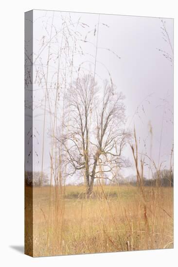 Split Tree in Field-null-Stretched Canvas