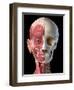 Split view anatomy of the human facial muscles and skull, black background.-Leonello Calvetti-Framed Art Print