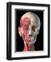 Split view anatomy of the human facial muscles and skull, black background.-Leonello Calvetti-Framed Art Print