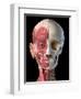 Split view anatomy of the human facial muscles and skull, black background.-Leonello Calvetti-Framed Art Print