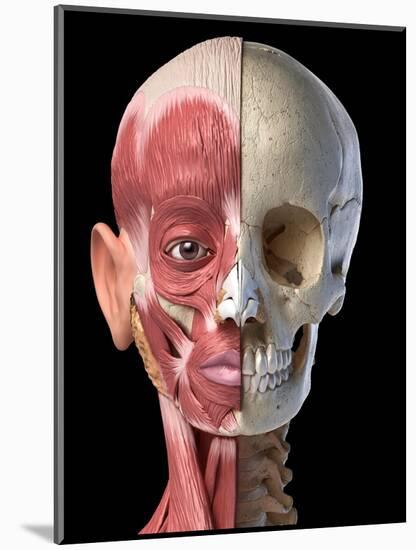 Split view anatomy of the human facial muscles and skull, black background.-Leonello Calvetti-Mounted Art Print