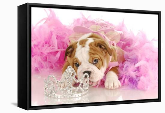 Spoiled Dog - English Bulldog Puppy Chewing On Tiara Surrounded By Pink Feathers-Willee Cole-Framed Stretched Canvas