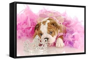 Spoiled Dog - English Bulldog Puppy Chewing On Tiara Surrounded By Pink Feathers-Willee Cole-Framed Stretched Canvas