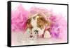 Spoiled Dog - English Bulldog Puppy Chewing On Tiara Surrounded By Pink Feathers-Willee Cole-Framed Stretched Canvas