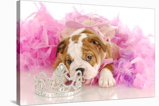 Spoiled Dog - English Bulldog Puppy Chewing On Tiara Surrounded By Pink Feathers-Willee Cole-Stretched Canvas