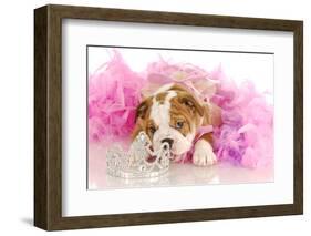 Spoiled Dog - English Bulldog Puppy Chewing On Tiara Surrounded By Pink Feathers-Willee Cole-Framed Photographic Print