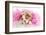 Spoiled Dog - English Bulldog Puppy Chewing On Tiara Surrounded By Pink Feathers-Willee Cole-Framed Photographic Print