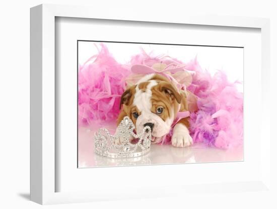 Spoiled Dog - English Bulldog Puppy Chewing On Tiara Surrounded By Pink Feathers-Willee Cole-Framed Photographic Print