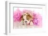 Spoiled Dog - English Bulldog Puppy Chewing On Tiara Surrounded By Pink Feathers-Willee Cole-Framed Photographic Print