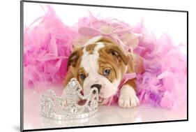 Spoiled Dog - English Bulldog Puppy Chewing On Tiara Surrounded By Pink Feathers-Willee Cole-Mounted Photographic Print