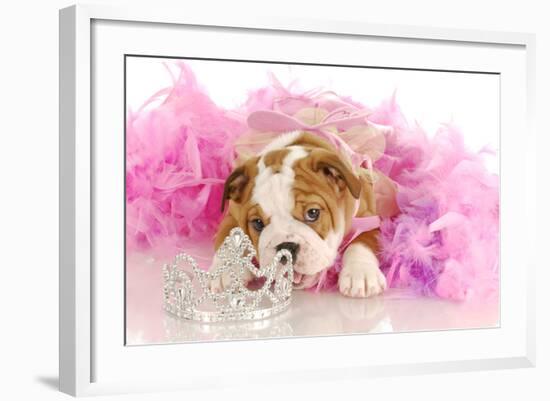 Spoiled Dog - English Bulldog Puppy Chewing On Tiara Surrounded By Pink Feathers-Willee Cole-Framed Photographic Print