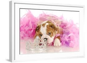 Spoiled Dog - English Bulldog Puppy Chewing On Tiara Surrounded By Pink Feathers-Willee Cole-Framed Photographic Print