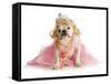 Spoiled Female Dog - English Bulldog Dressed Like a Princess on White Background-Willee Cole-Framed Stretched Canvas