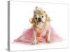 Spoiled Female Dog - English Bulldog Dressed Like a Princess on White Background-Willee Cole-Stretched Canvas