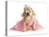Spoiled Female Dog - English Bulldog Dressed Like a Princess on White Background-Willee Cole-Stretched Canvas