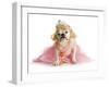 Spoiled Female Dog - English Bulldog Dressed Like a Princess on White Background-Willee Cole-Framed Photographic Print