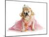 Spoiled Female Dog - English Bulldog Dressed Like a Princess on White Background-Willee Cole-Mounted Photographic Print