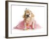 Spoiled Female Dog - English Bulldog Dressed Like a Princess on White Background-Willee Cole-Framed Photographic Print