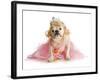 Spoiled Female Dog - English Bulldog Dressed Like a Princess on White Background-Willee Cole-Framed Photographic Print