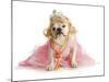 Spoiled Female Dog - English Bulldog Dressed Like a Princess on White Background-Willee Cole-Mounted Photographic Print