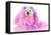 Spoiled Puppy-Willee Cole-Framed Stretched Canvas