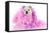 Spoiled Puppy-Willee Cole-Framed Stretched Canvas