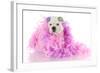 Spoiled Puppy-Willee Cole-Framed Photographic Print