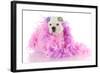 Spoiled Puppy-Willee Cole-Framed Photographic Print