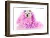 Spoiled Puppy-Willee Cole-Framed Photographic Print