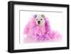 Spoiled Puppy-Willee Cole-Framed Photographic Print