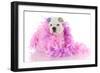 Spoiled Puppy-Willee Cole-Framed Photographic Print