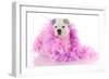 Spoiled Puppy-Willee Cole-Framed Photographic Print