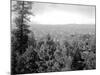 Spokane Through the Trees, 1915-Asahel Curtis-Mounted Giclee Print