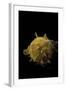 Spondylus Imbutus-Paul Starosta-Framed Photographic Print