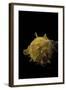 Spondylus Imbutus-Paul Starosta-Framed Photographic Print