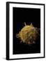 Spondylus Imbutus-Paul Starosta-Framed Photographic Print