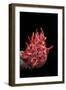 Spondylus Princeps-Paul Starosta-Framed Premium Photographic Print