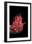 Spondylus Princeps-Paul Starosta-Framed Premium Photographic Print