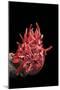 Spondylus Princeps-Paul Starosta-Mounted Premium Photographic Print