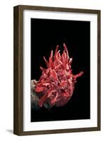 Spondylus Princeps-Paul Starosta-Framed Photographic Print