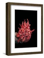 Spondylus Princeps-Paul Starosta-Framed Photographic Print