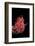 Spondylus Princeps-Paul Starosta-Framed Photographic Print