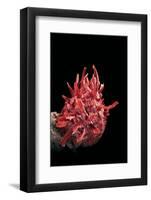 Spondylus Princeps-Paul Starosta-Framed Photographic Print