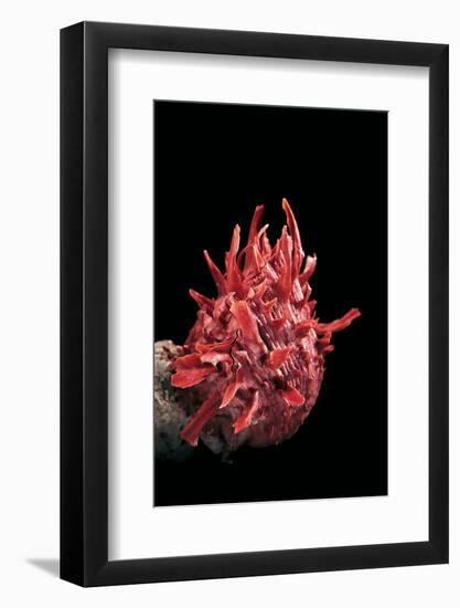 Spondylus Princeps-Paul Starosta-Framed Photographic Print