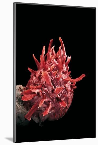 Spondylus Princeps-Paul Starosta-Mounted Photographic Print