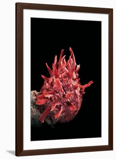 Spondylus Princeps-Paul Starosta-Framed Photographic Print