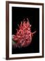 Spondylus Princeps-Paul Starosta-Framed Photographic Print