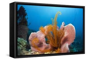 Sponge and Crinoid on a Coral Reef-Reinhard Dirscherl-Framed Stretched Canvas