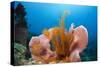 Sponge and Crinoid on a Coral Reef-Reinhard Dirscherl-Stretched Canvas