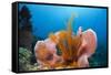 Sponge and Crinoid on a Coral Reef-Reinhard Dirscherl-Framed Stretched Canvas